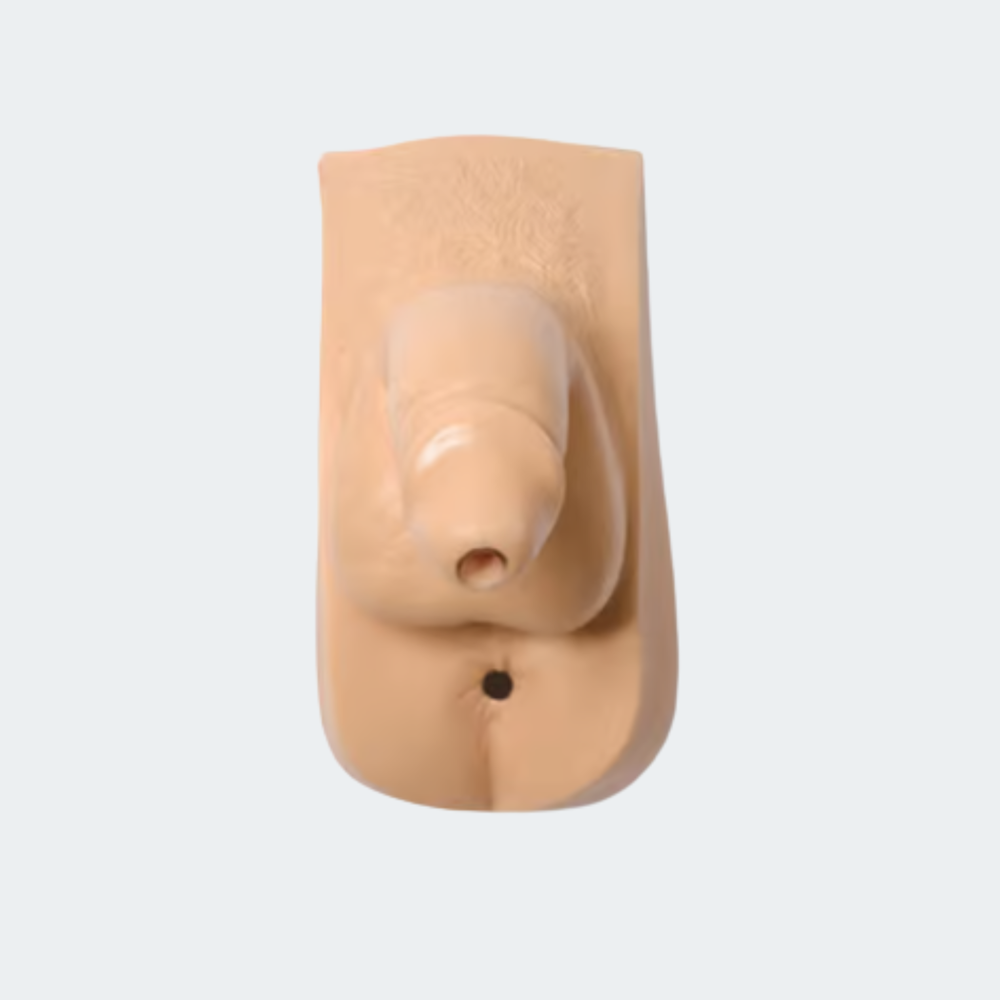 300-03850 Male Genitalia, Adult