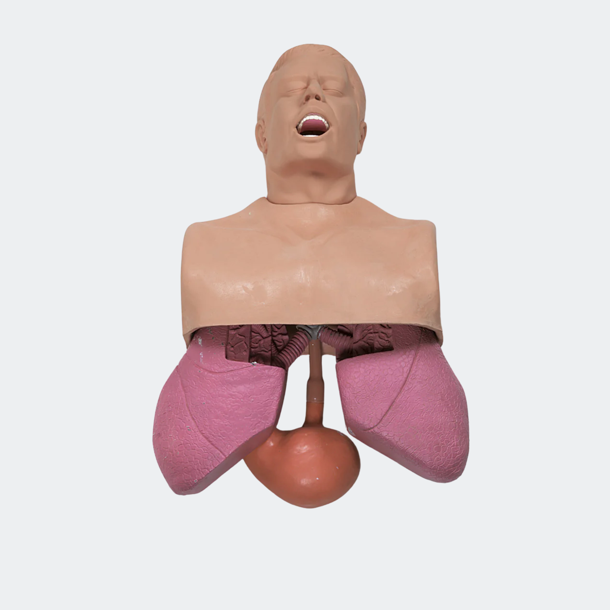 Adult Airway Management Trainer [SKU: 101-501]