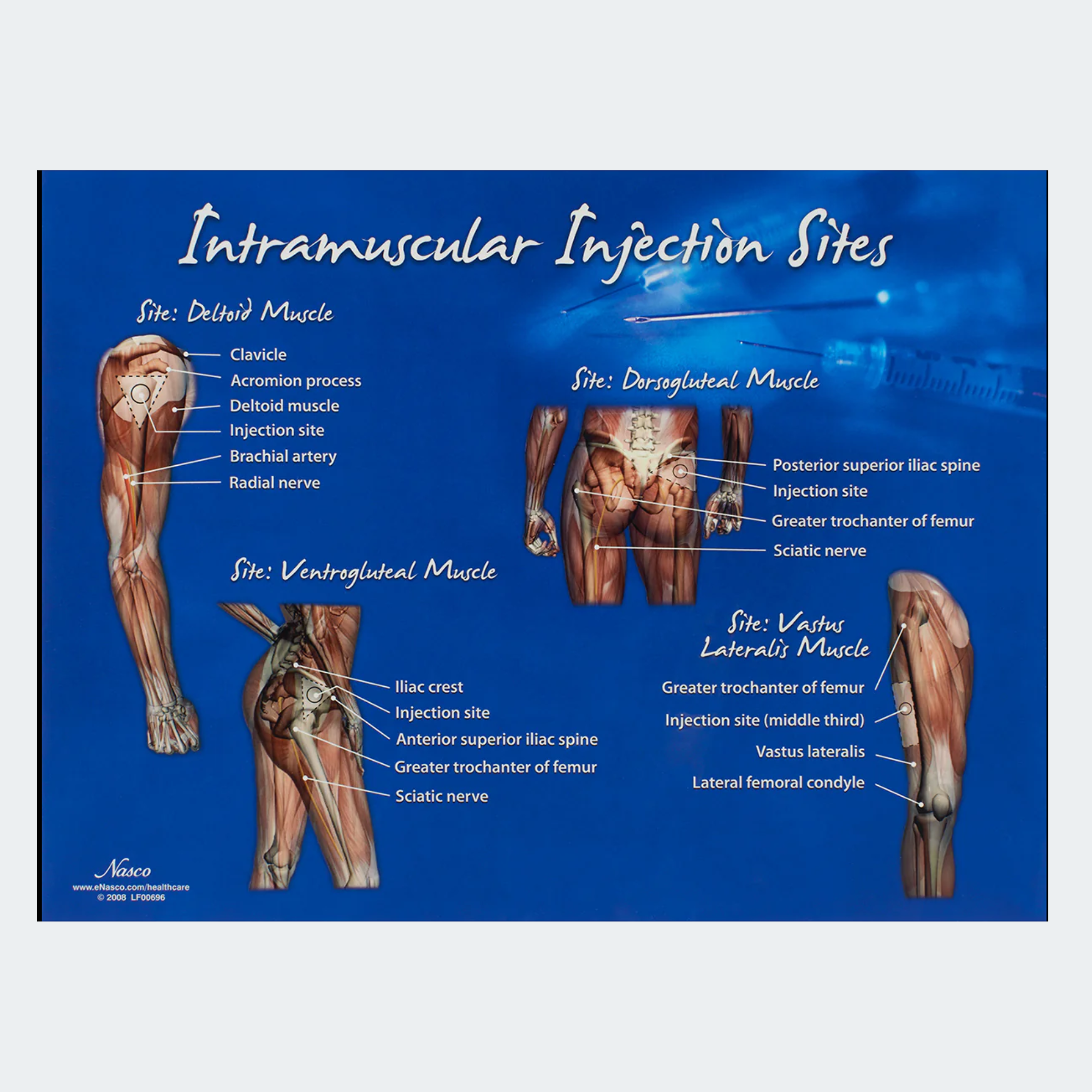 Intramuscular Injection Sites Chart SKU: LF00696
