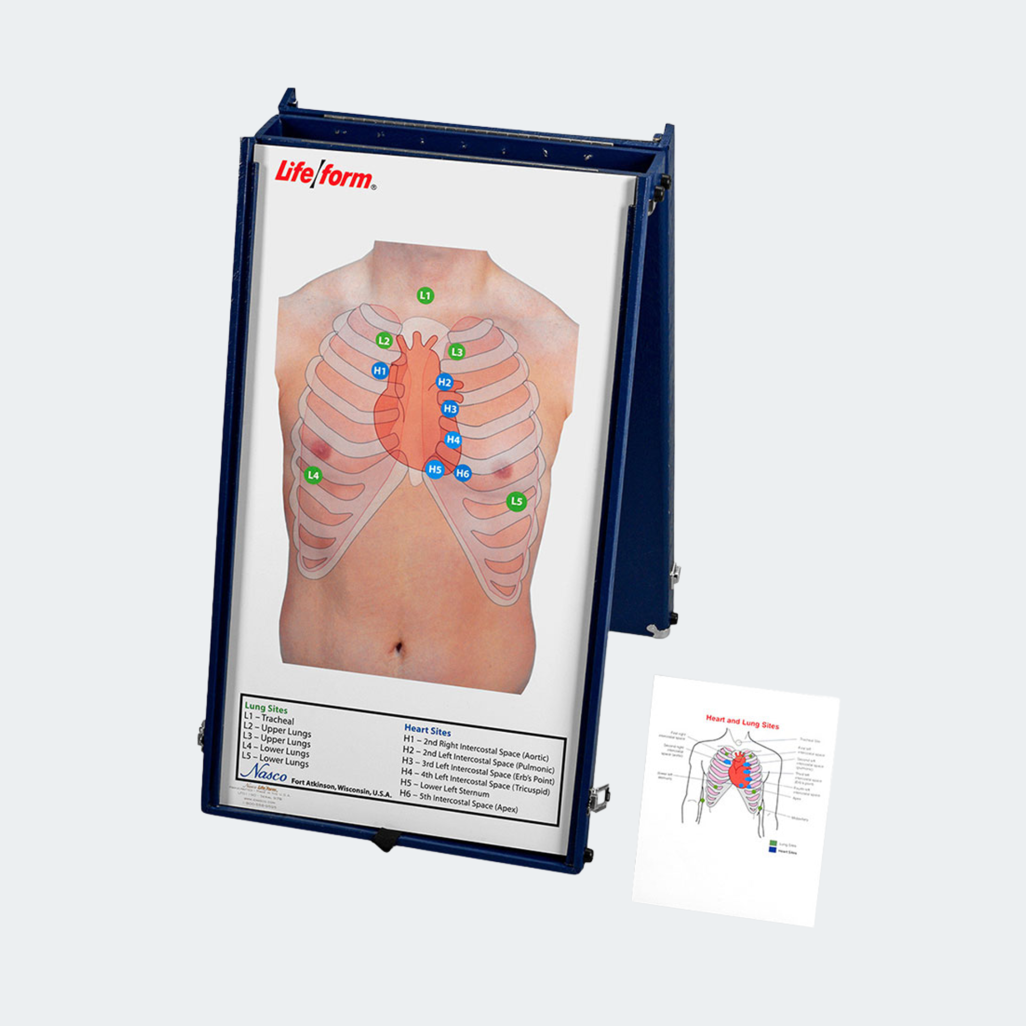 Life/form Anterior Auscultation Board with Case Part #: LF01190U