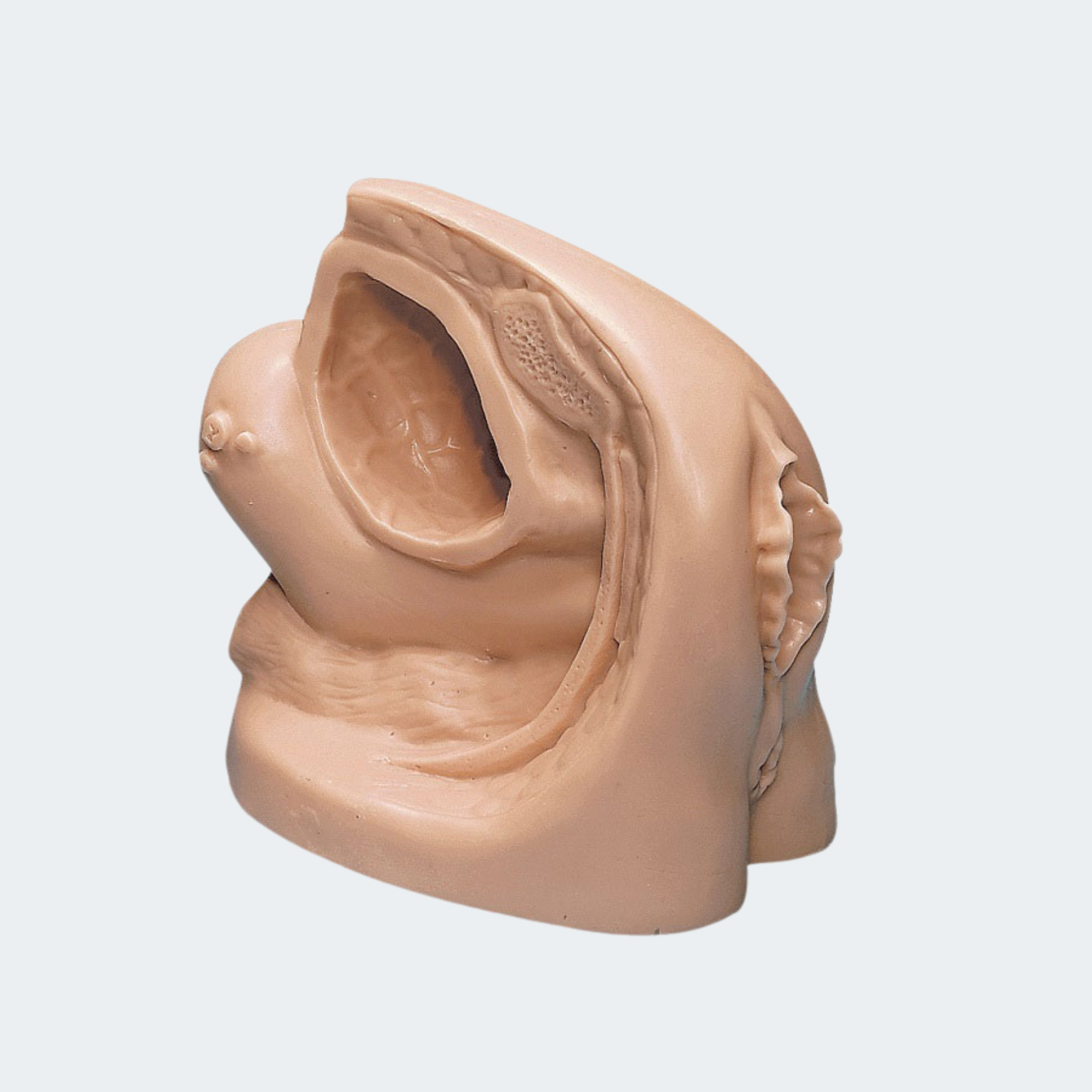 Life/form Female Catheter Model Part #: LF01151U
