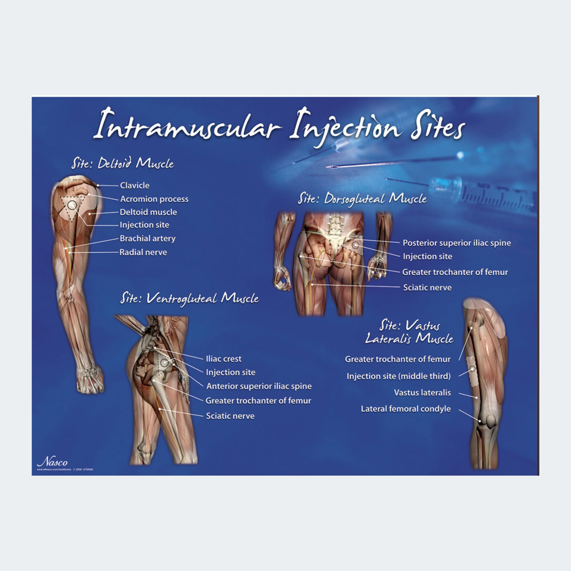Life/form Intramuscular Injection Sites Poster