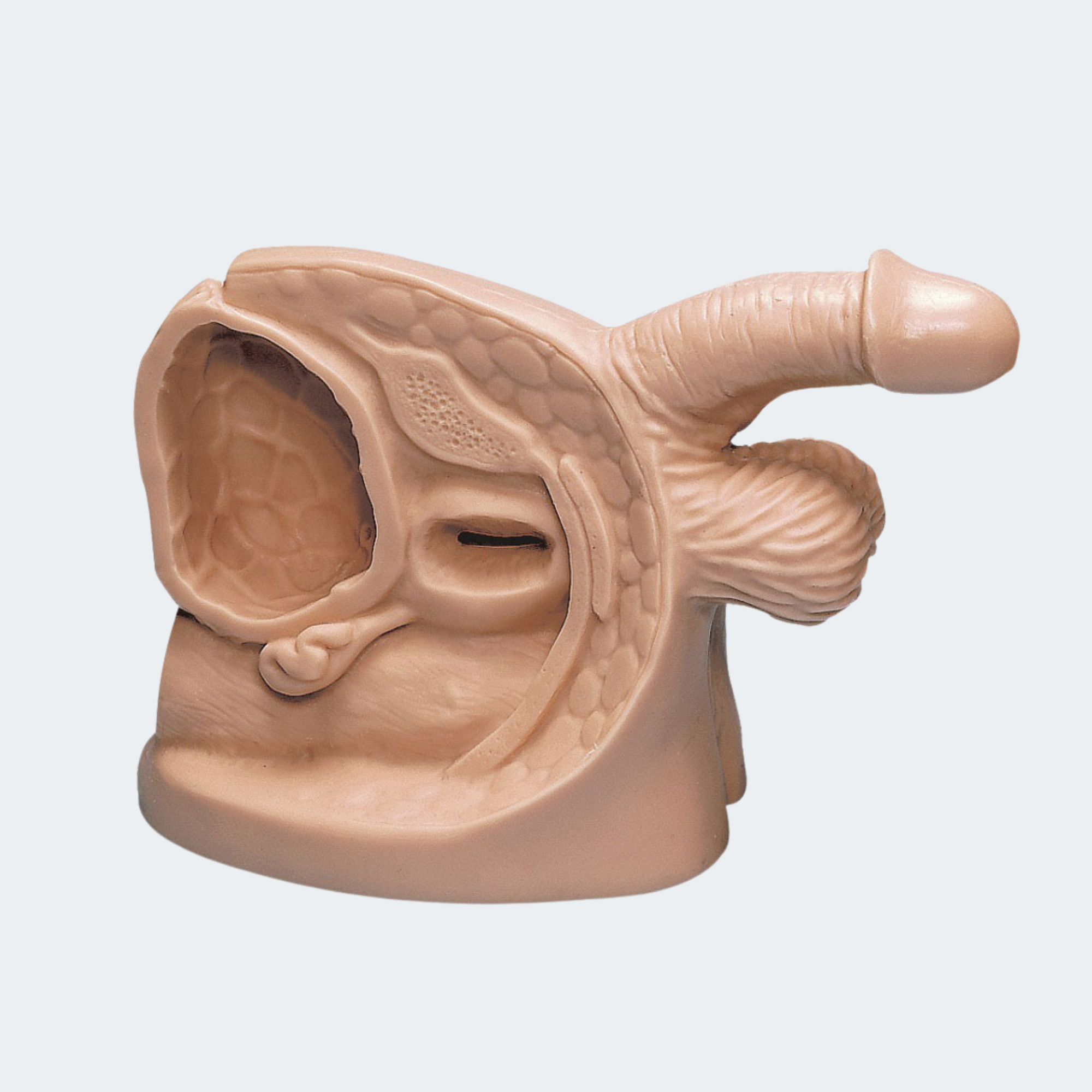 Life/form Male Catheter Model Part #: LF01150U