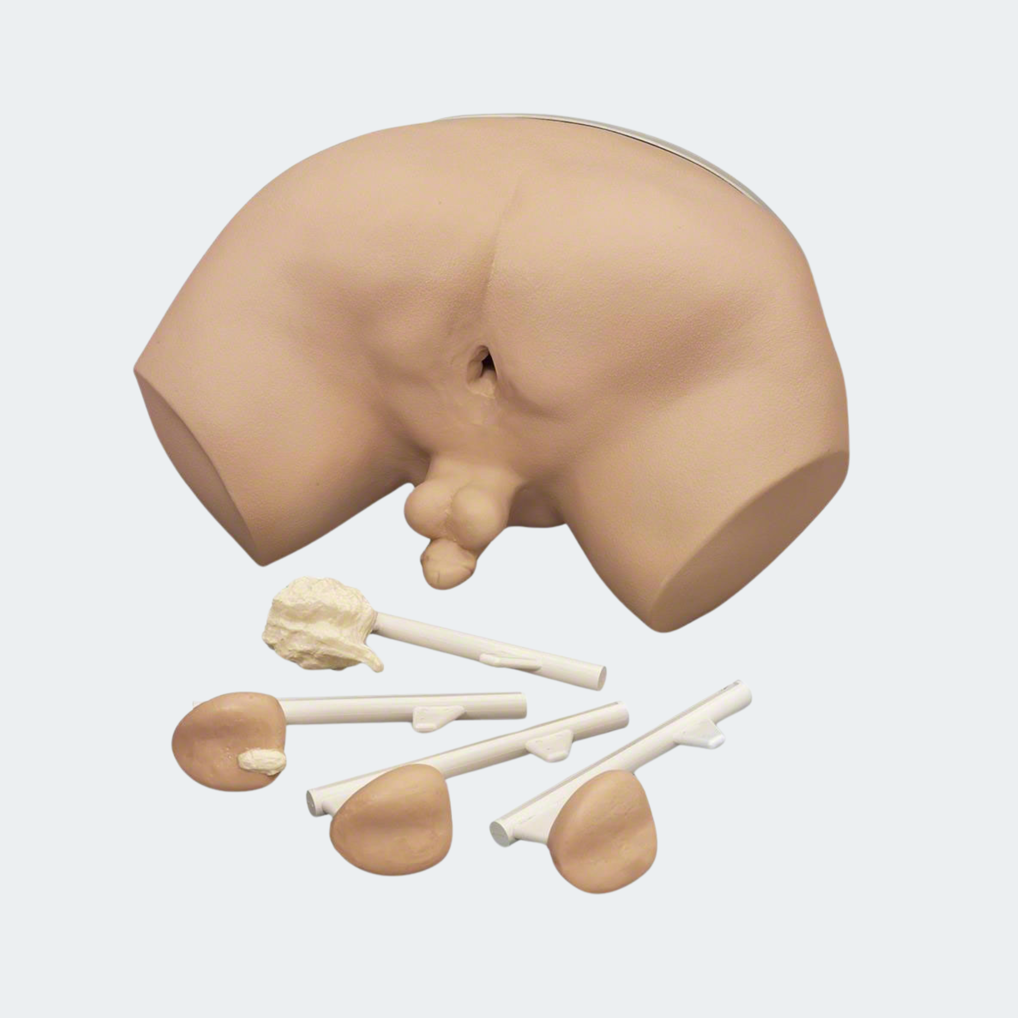 Life/form Prostate Exam Simulator Part #: LF00901U