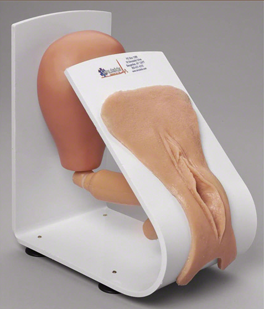 Simulaids Male or Female Catheterization Trainer